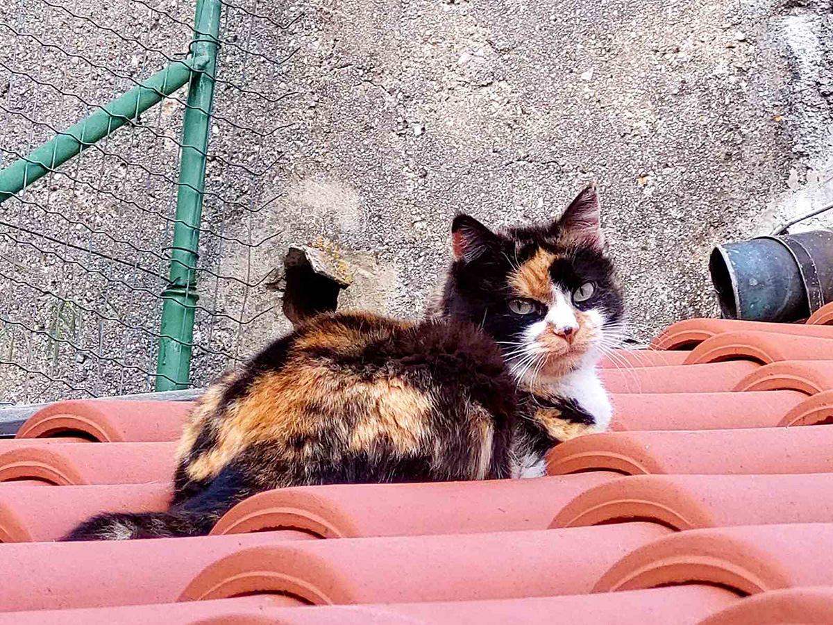 Kilibarda i ja