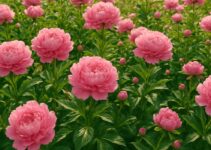 Priča o svjetlosti i tami