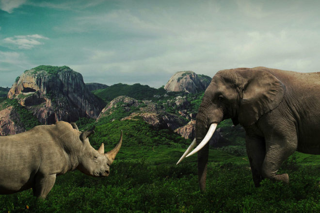 slon i nosorog