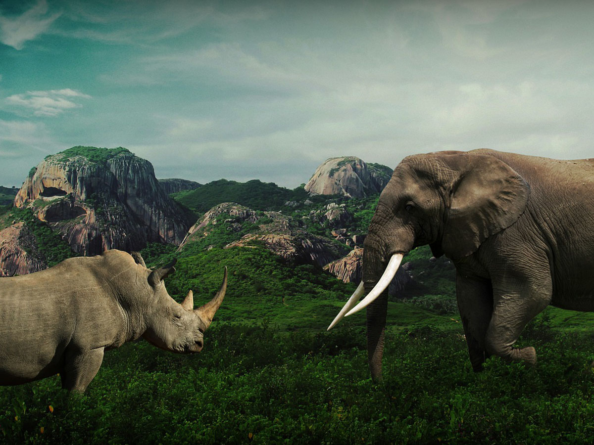O nosorogu i slonu